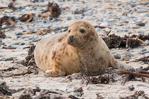 robbe, grey seal, helgoland, dune, sand, beach, nature, animal HD wallpaper
