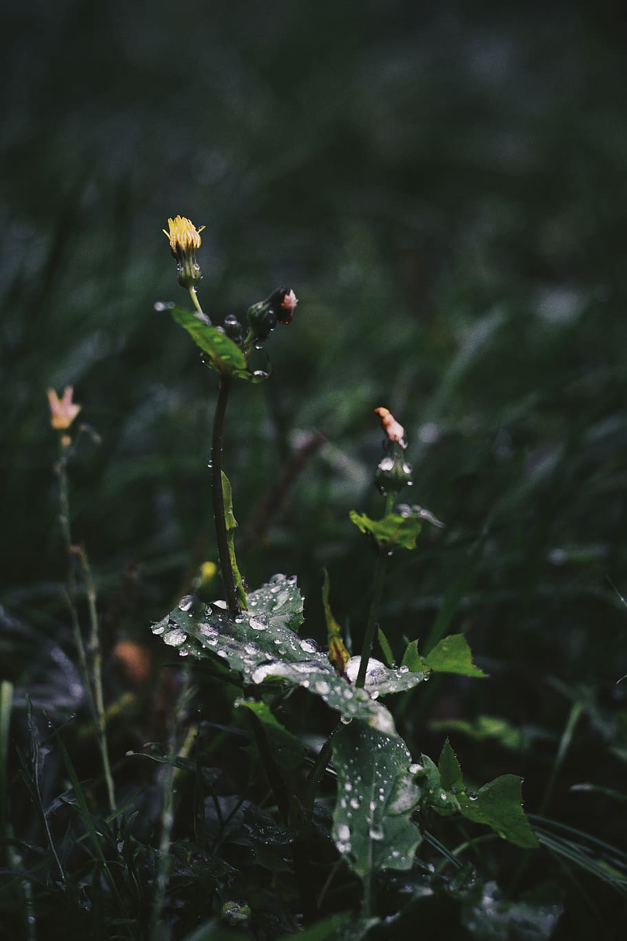 water, rain, waterdrop, leaves, background, vsco, wallpaper HD wallpaper