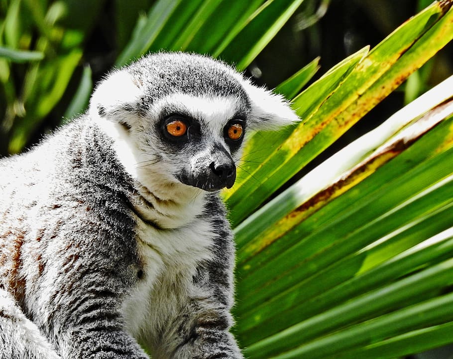 primate, lemur, monkey, fauna, animal themes, one animal, animals in the wild HD wallpaper