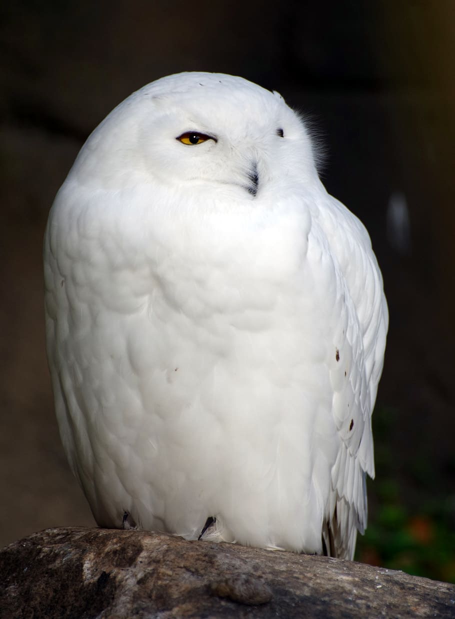 snowy owl, raptor, feather, plumage, white, nocturnal, bird, HD wallpaper