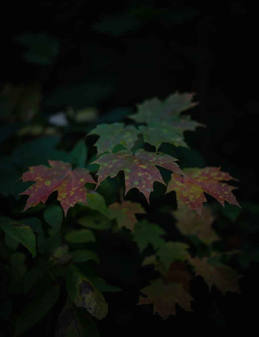 duluth, united states, leaf, plant part, autumn, nature, maple leaf HD wallpaper