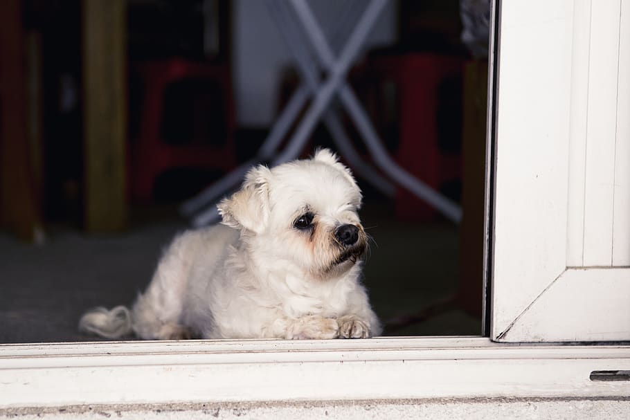 dog, one animal, canine, domestic animals, pets, mammal, animal themes HD wallpaper
