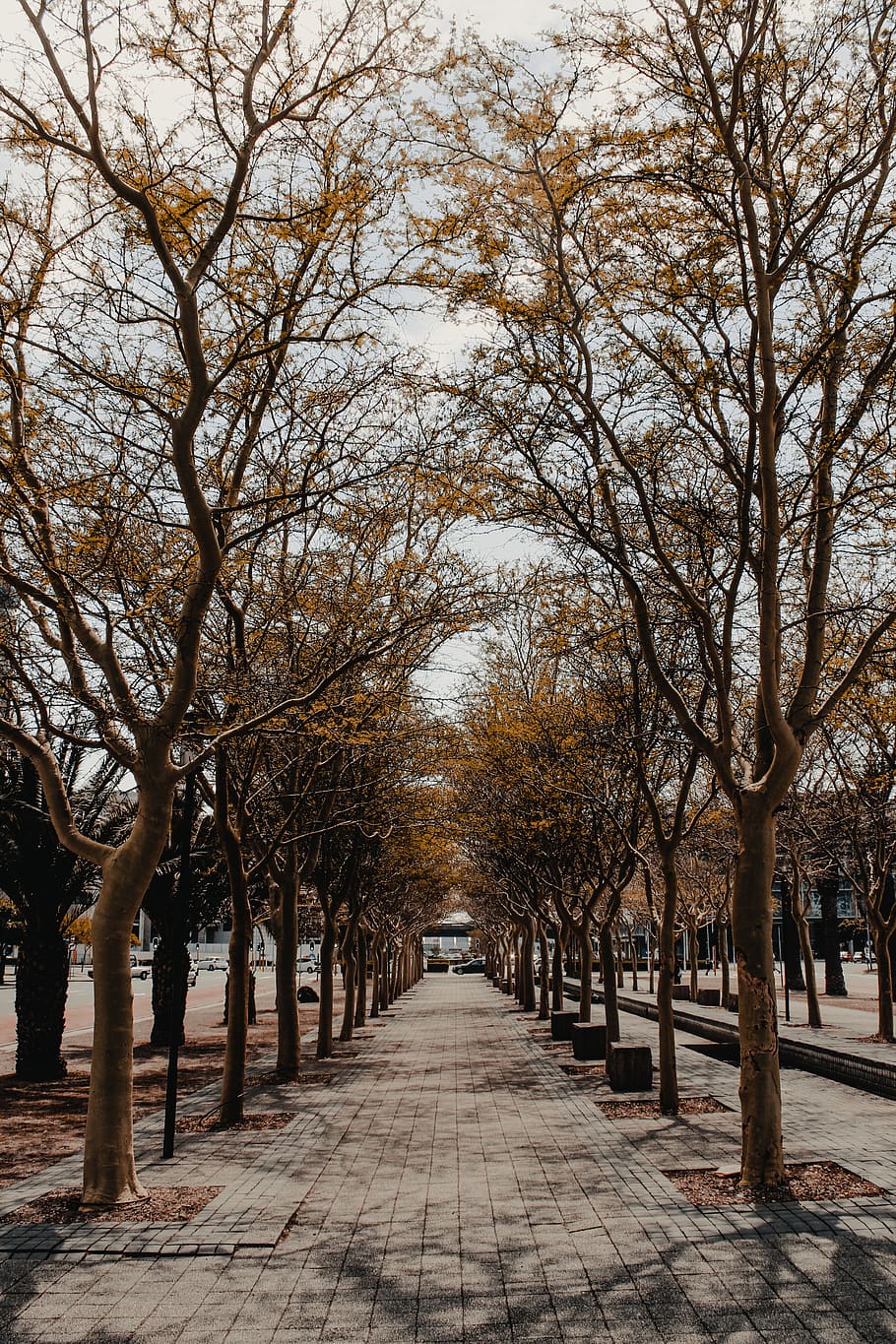 empty pathway with trees at daytime, the way forward, direction HD wallpaper