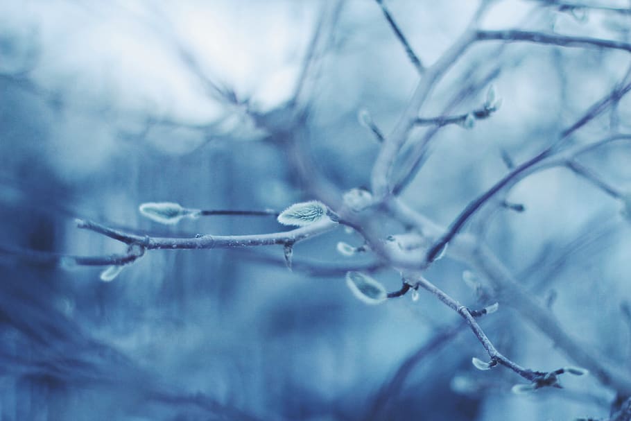 tree branch with water dew, nature, outdoors, ice, snow, frost HD wallpaper