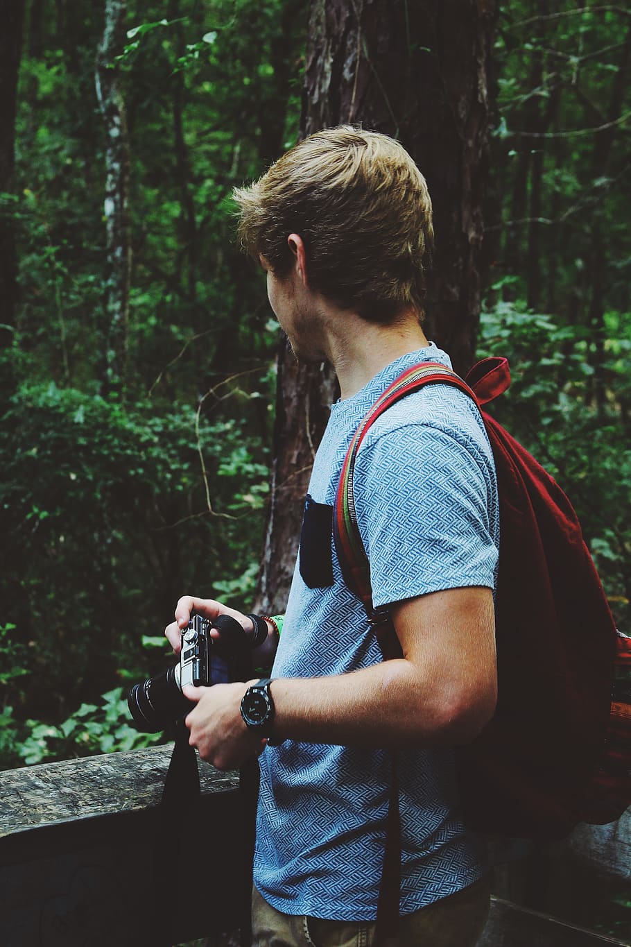 trees, forest, person, man, camera, land, real people, leisure activity HD wallpaper