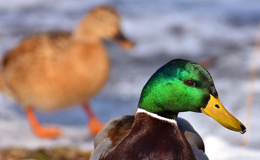 mallard, males, bread, eat, snow, winter, water bird, bill HD wallpaper