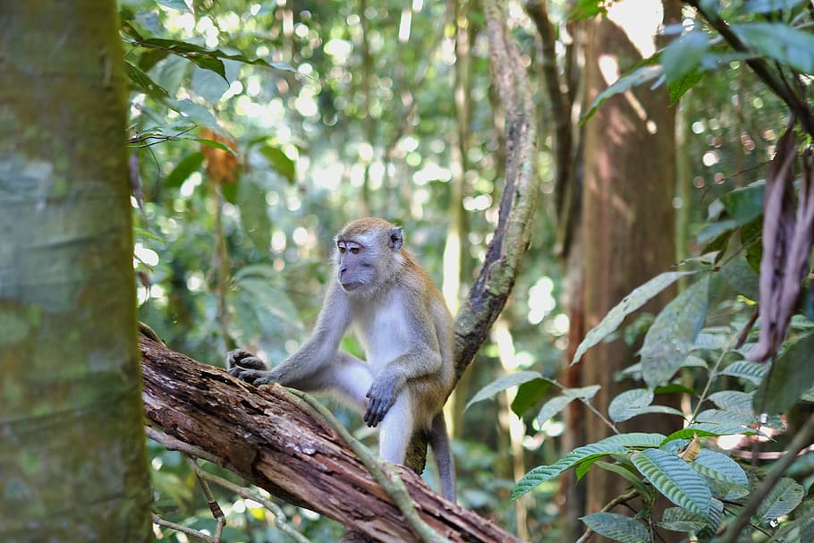 monkey, indonesia, jungle, tree, animal wildlife, animal themes HD wallpaper