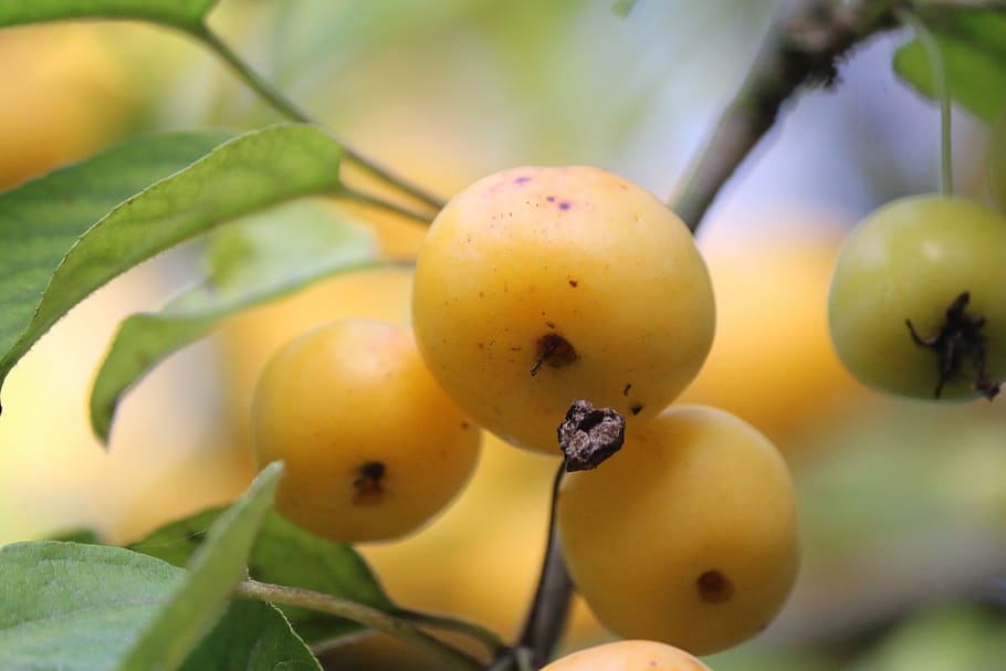 apples, fruit, fall, foliage, season, food, healthy eating HD wallpaper