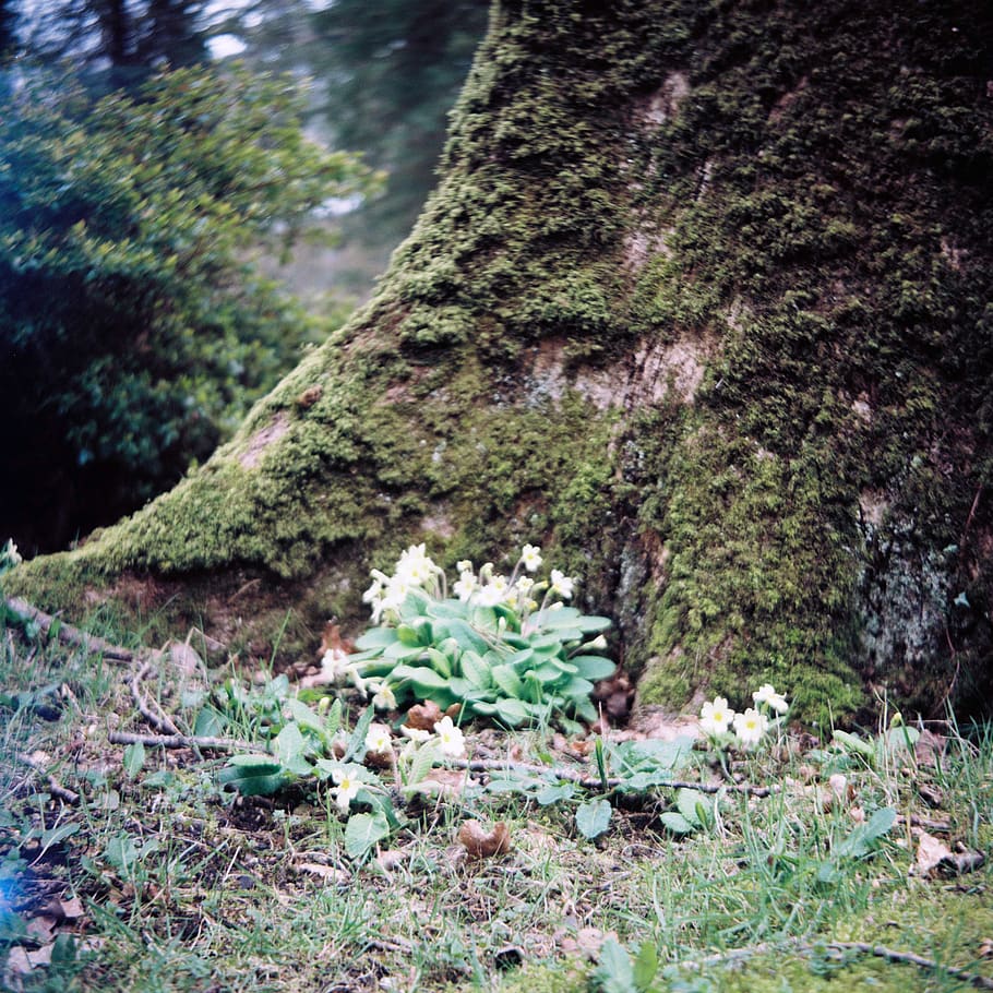 Primroses, plant, growth, tree, nature, no people, land, day HD wallpaper
