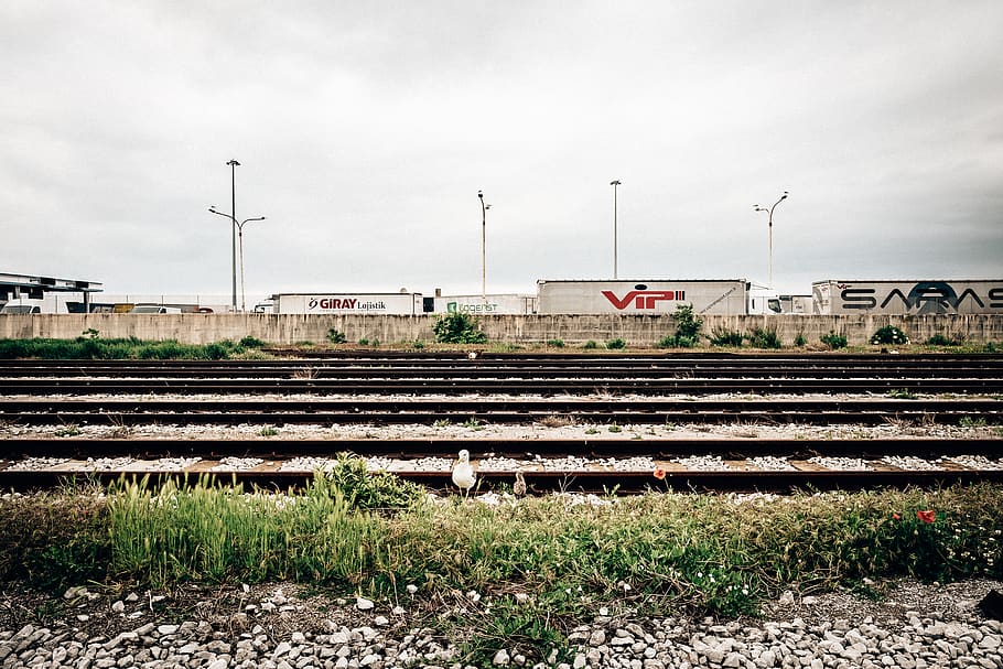 italy, trieste, bird, train, rail transportation, railroad track HD wallpaper