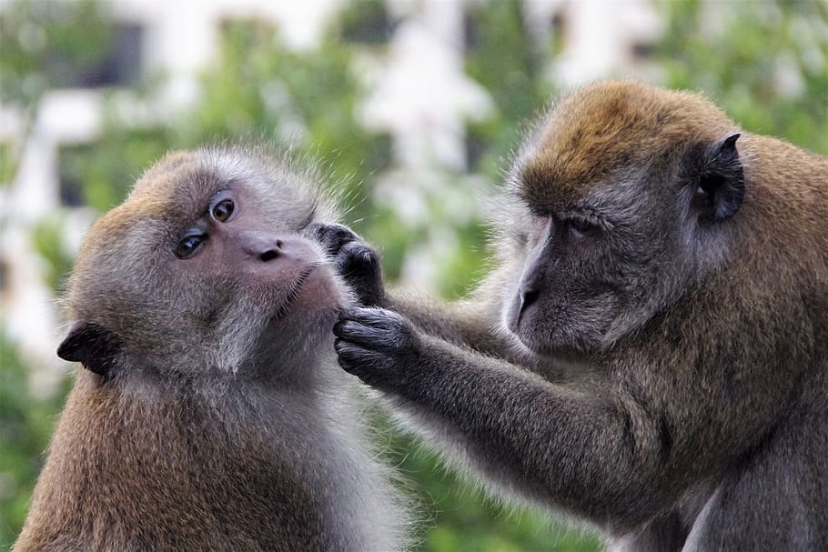 monkey, primate, mammal, ape, wildlife, animal, nature, hairy HD wallpaper