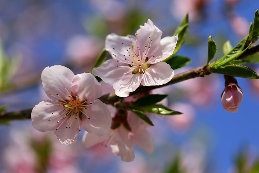 flowers, pink, casey, tree, spring, flourished, flowering plant HD wallpaper