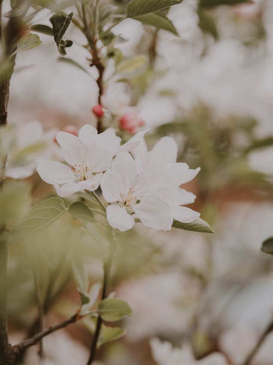 white flowers, plant, blossom, cherry blossom, geranium, pollen HD wallpaper