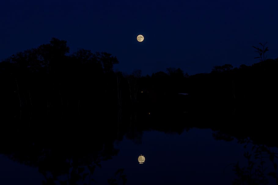 moon, tree, lake, night, sky, scenics - nature, beauty in nature HD wallpaper