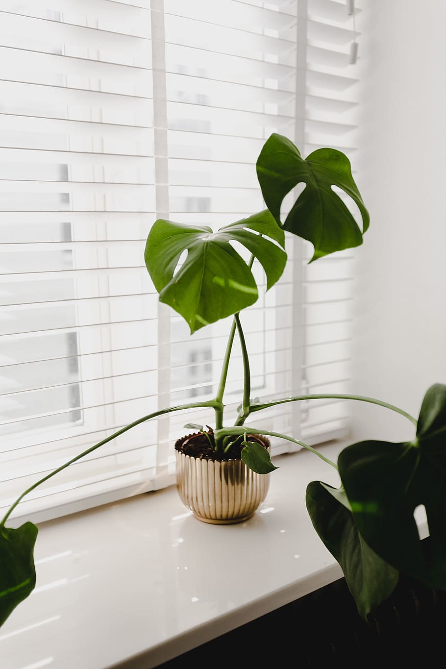 Monstera in the gold pot, flora, green, leaf, plant, window, blinds
