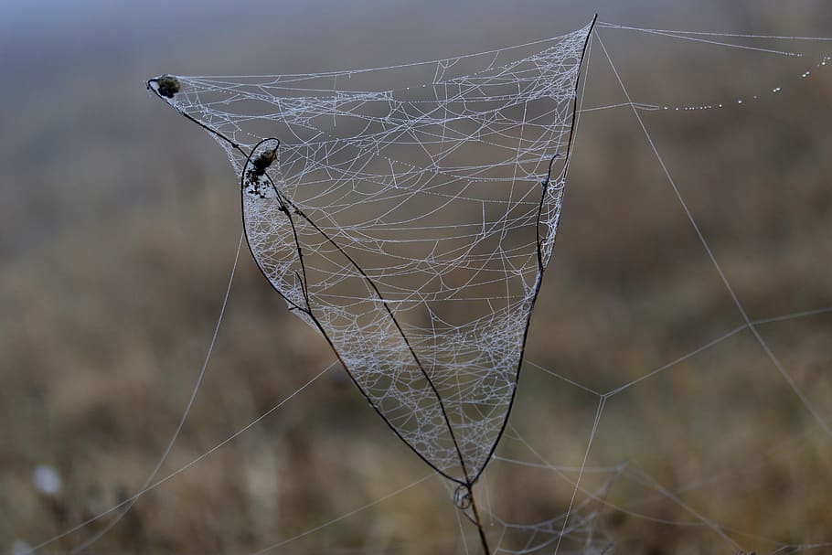 spider web, drops, dew, morning, autumn, water, wet, focus on foreground HD wallpaper
