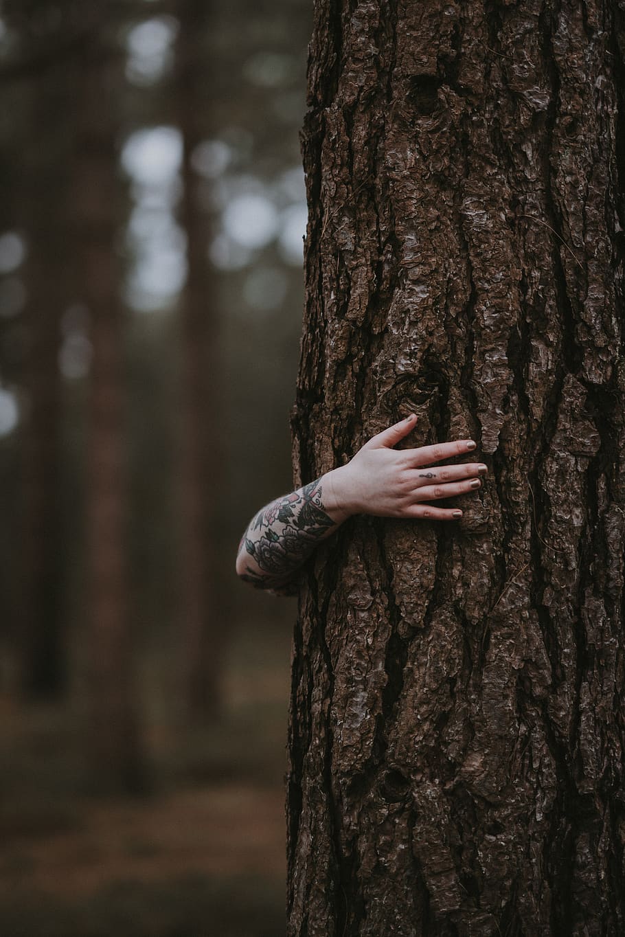 person huggng tree, tree trunk, human hand, plant, human body part HD wallpaper