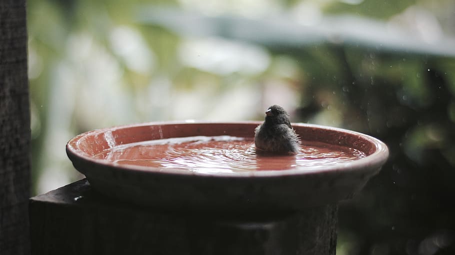 bird, birdbath, water, bowl, rain, shower, tub, beak, feathers HD wallpaper