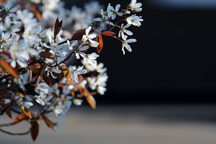 spring, flowers, nature, macro, close up, white, tender, may HD wallpaper
