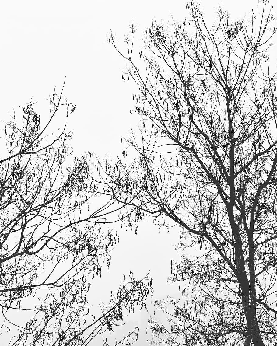 fog, tree, winter, cold, black and white, graphic, cool, branch HD wallpaper