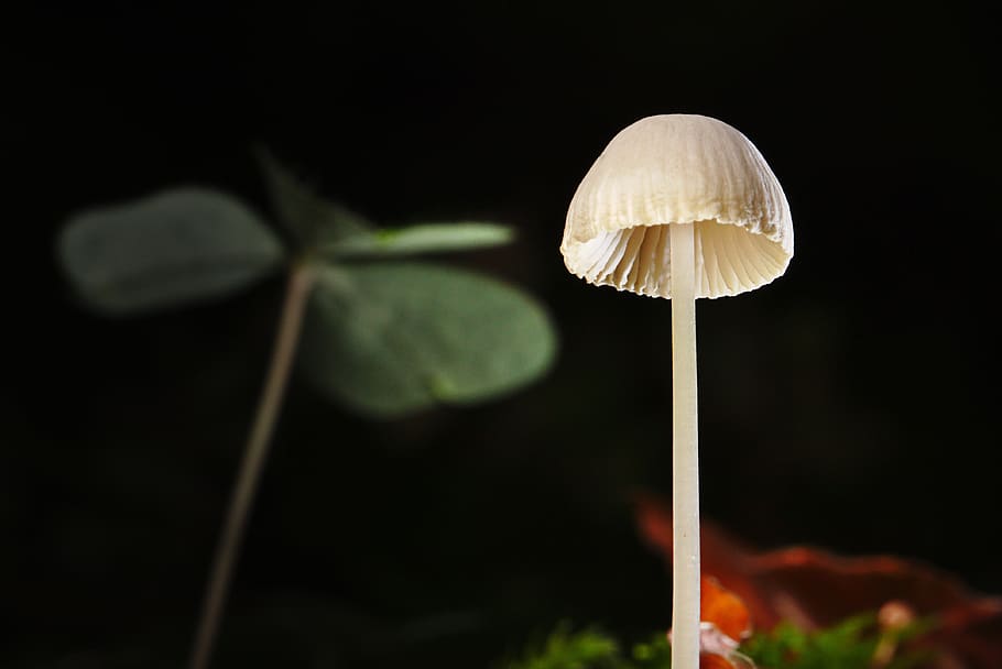 mushroom, macro, autumn, forest, close up, mini mushroom, white, HD wallpaper