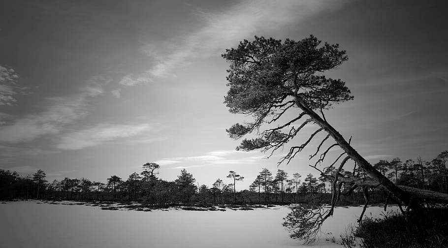 Grayscale Photo of Trees Near Body of Water, black-and-white HD wallpaper