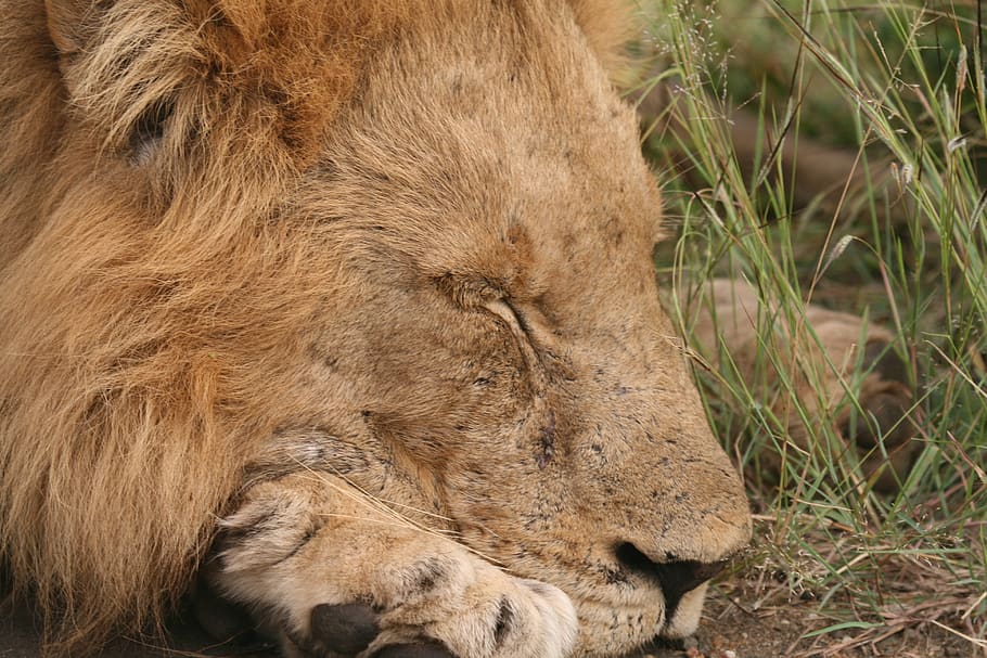 brown lion, animal themes, animal wildlife, lion - feline, animals in the wild HD wallpaper