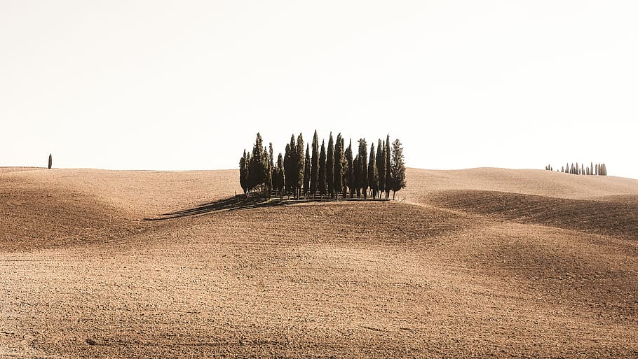 desert, sand, trees, green, plant, sunny, summer, land, sky HD wallpaper