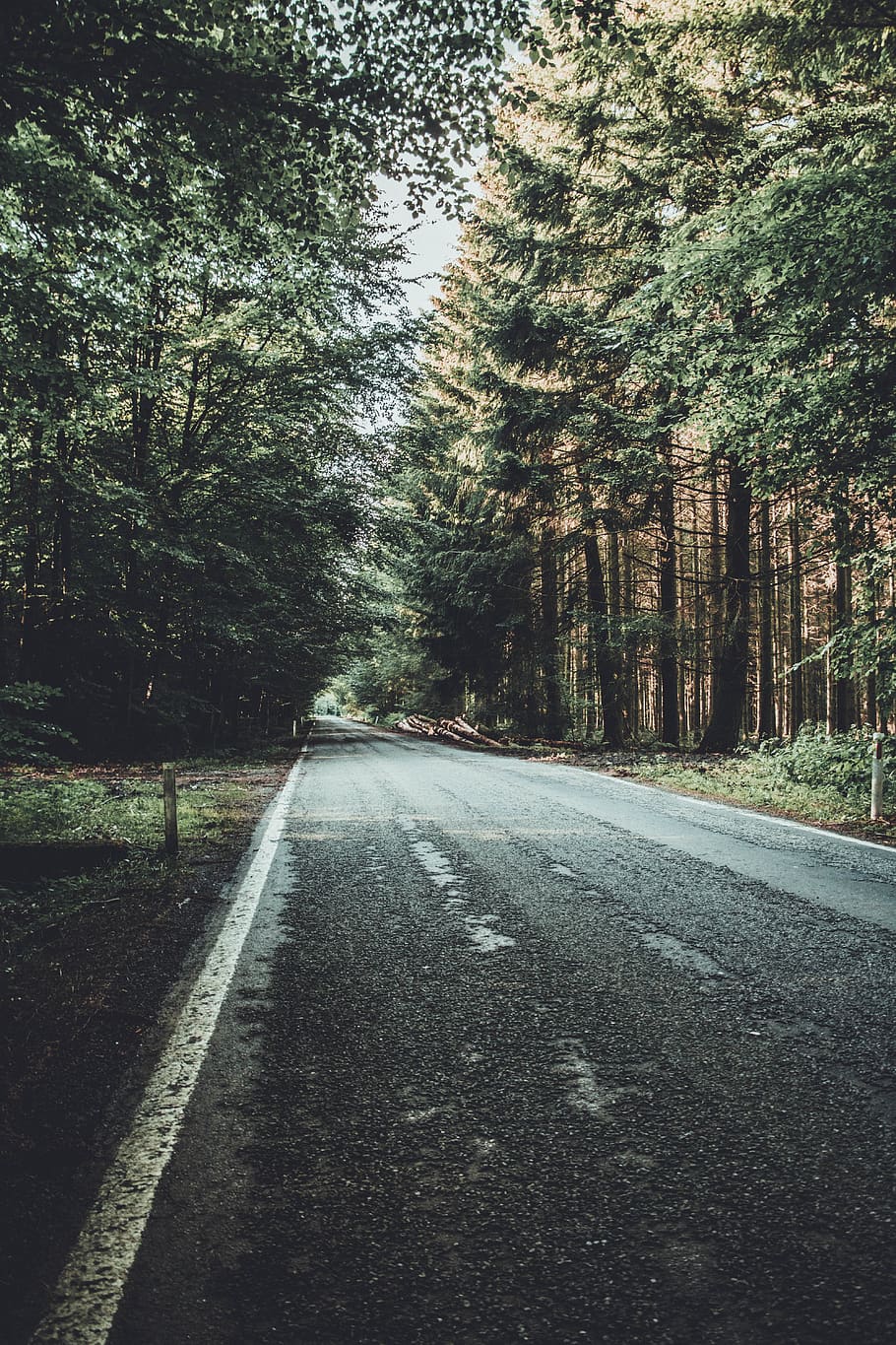 road between pine trees during daytime, path, forest, belgium HD wallpaper