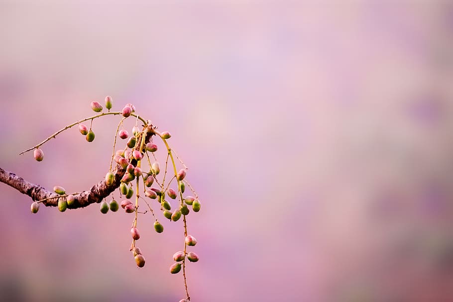 tree, seeds, nature, forest, pink, depth of field, plant, sky HD wallpaper