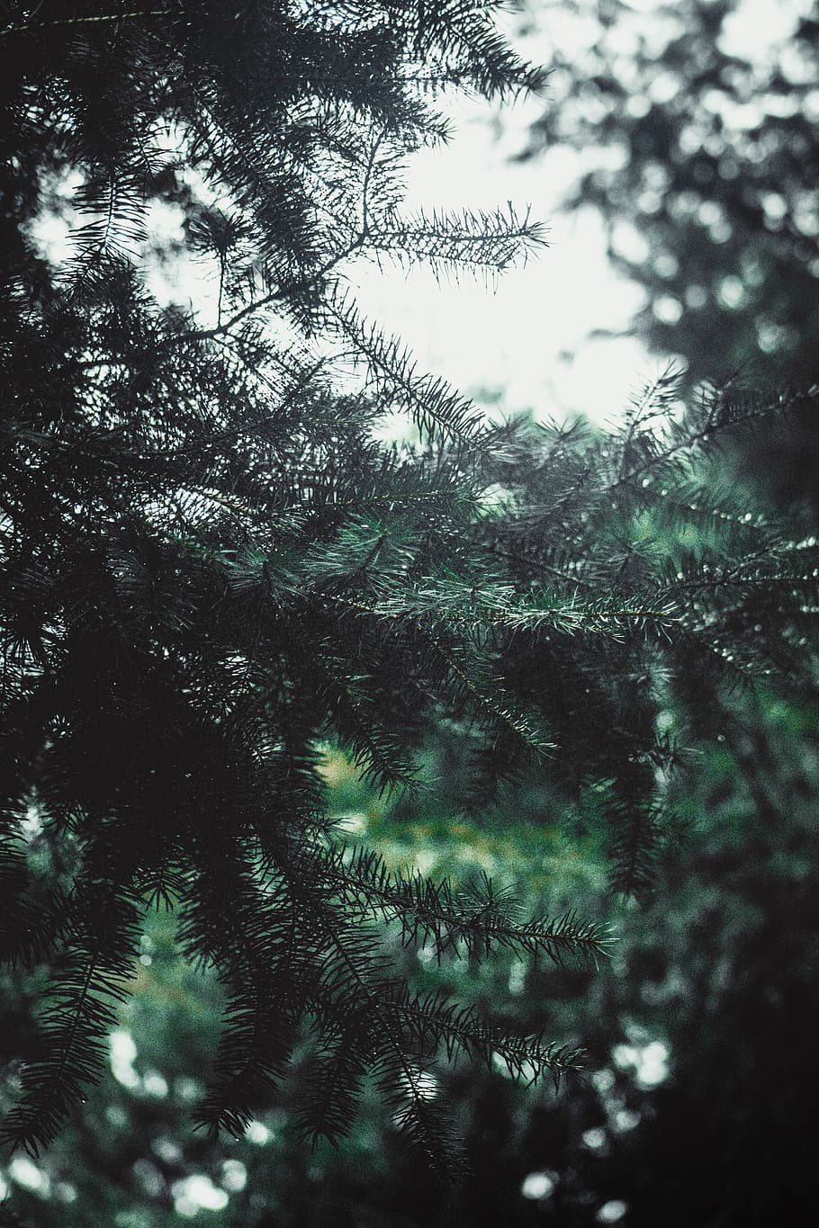 green-leafed tree, plant, abies, fir, conifer, pine, spruce, light HD wallpaper