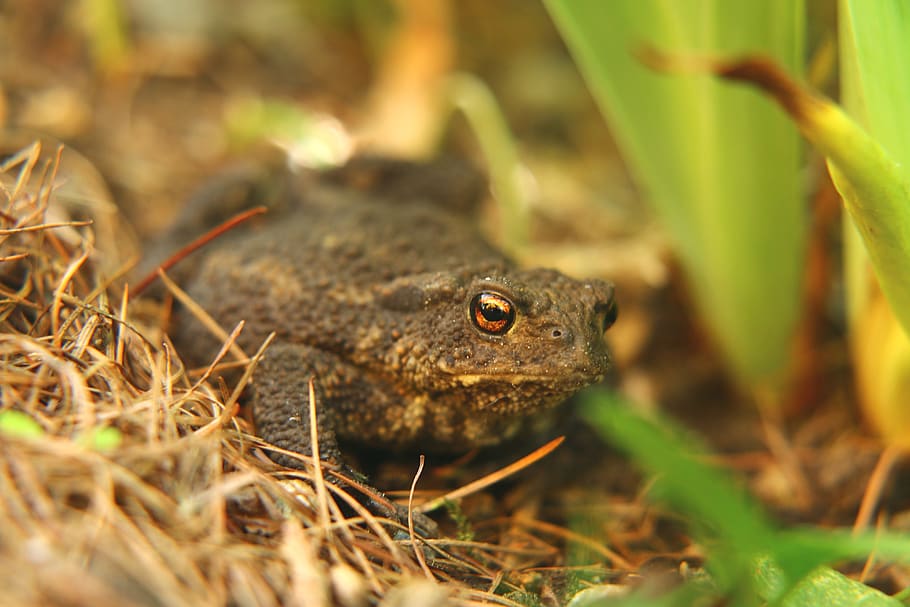 toad, frog, frog eyes, spring, animal, nature, animal world HD wallpaper