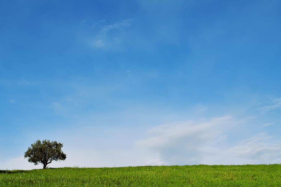 small tree, plant, sky, field, beauty in nature, landscape, environment HD wallpaper