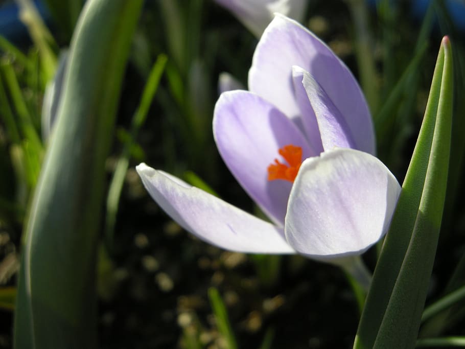 crocus, spring, flowers, flora, flowering plant, beauty in nature HD wallpaper