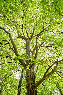 Low-angle Shot Photography of Green Trees, branches, bright, colors HD wallpaper