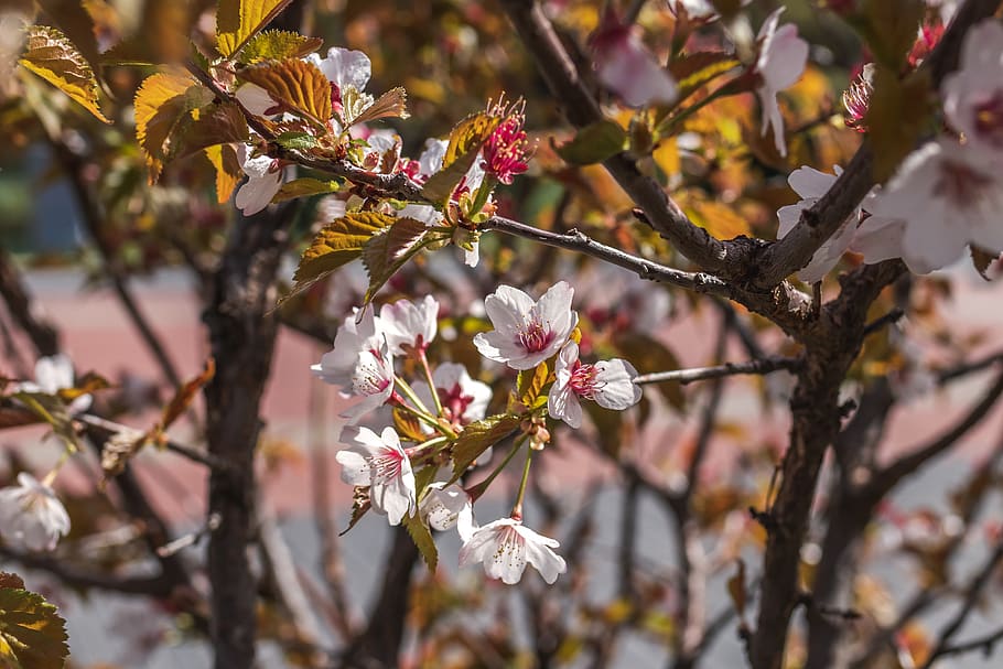 White and Maroon Flowered Tree in Bloom, background, beatiful HD wallpaper