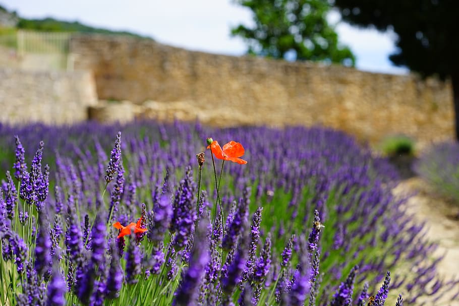 Shallow Focus Lens Photo of Purple Flower, aromatic, beautiful flowers, HD wallpaper