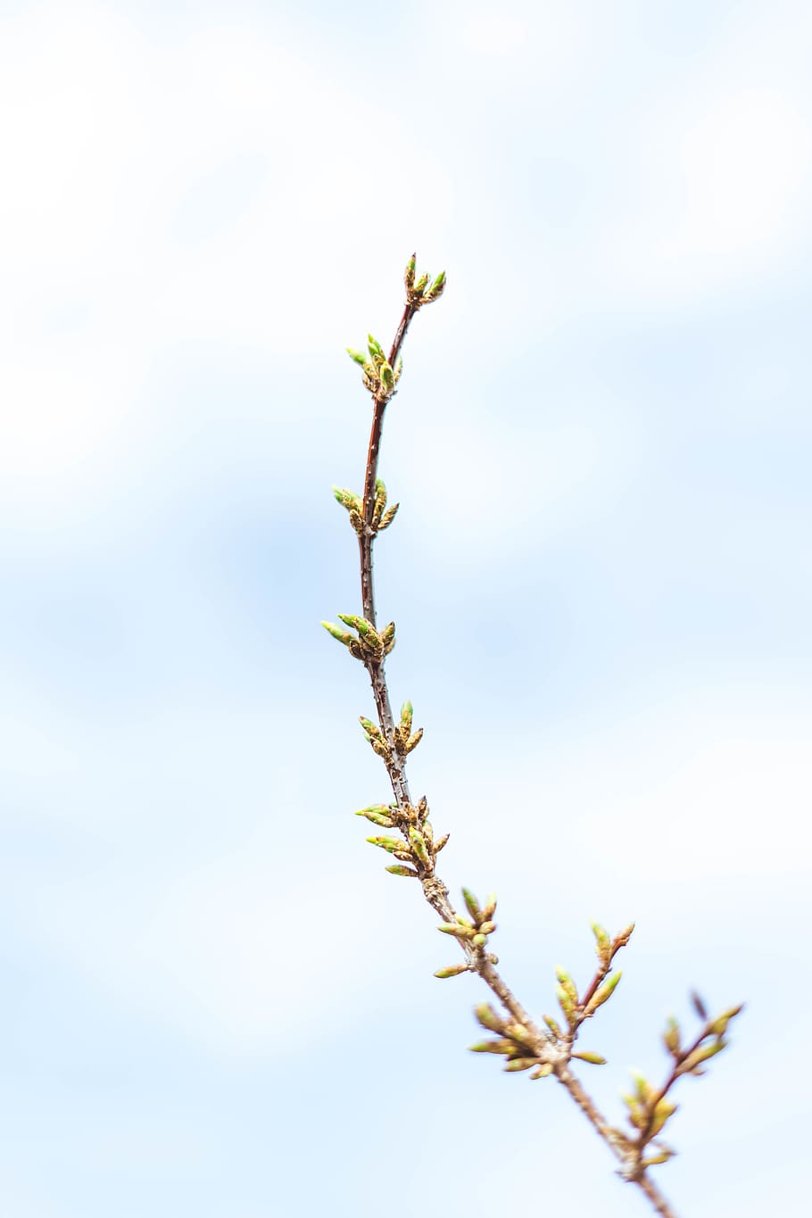 tree branch, plant, close-up, nature, no people, beauty in nature HD wallpaper