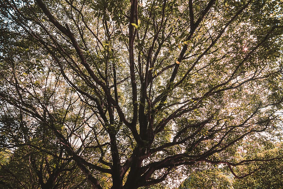 forest, tree, leaf, landscape, plant, growth, beauty in nature HD wallpaper