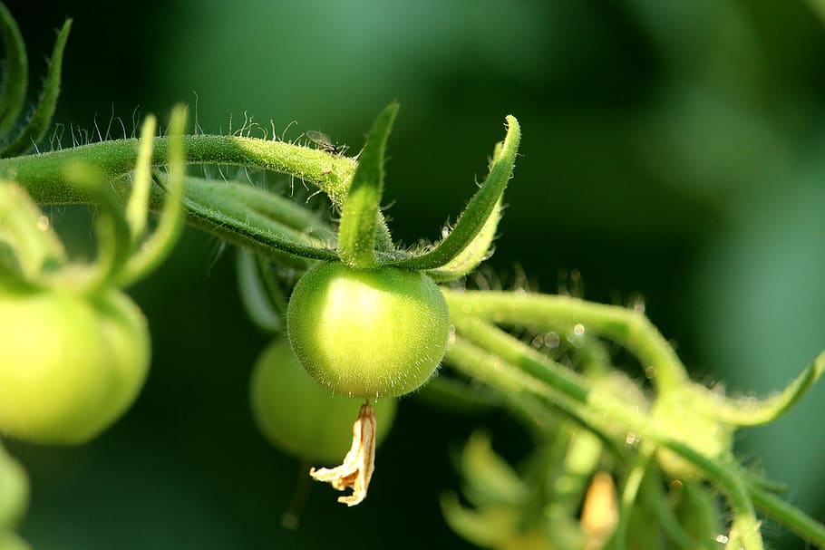 tomato, immature, green, plant, bush tomato, flora close-up, HD wallpaper