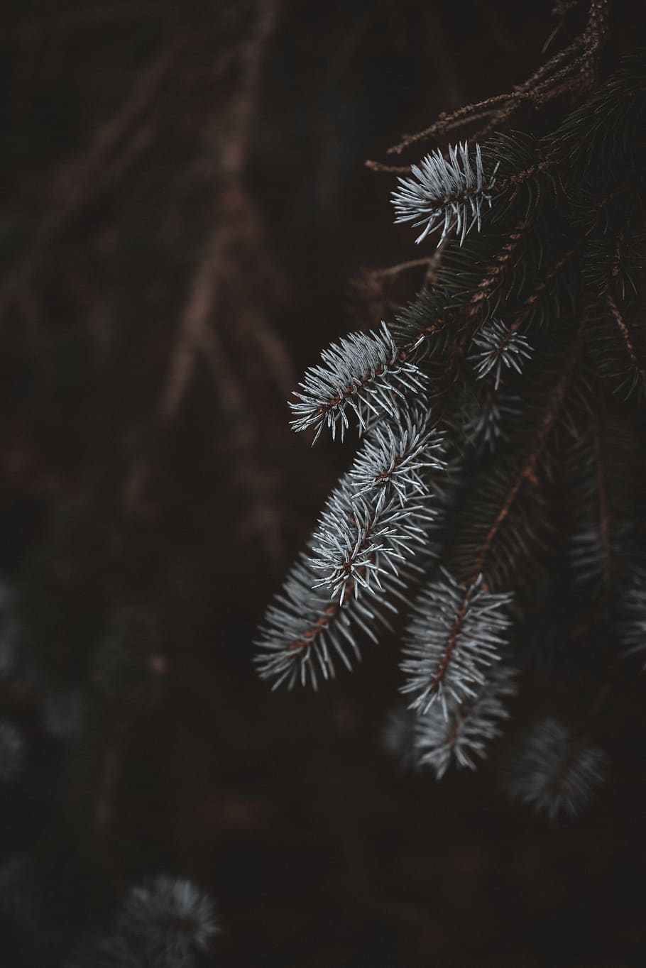 selective focus photography of white-leafed tree, plant, conifer, HD wallpaper