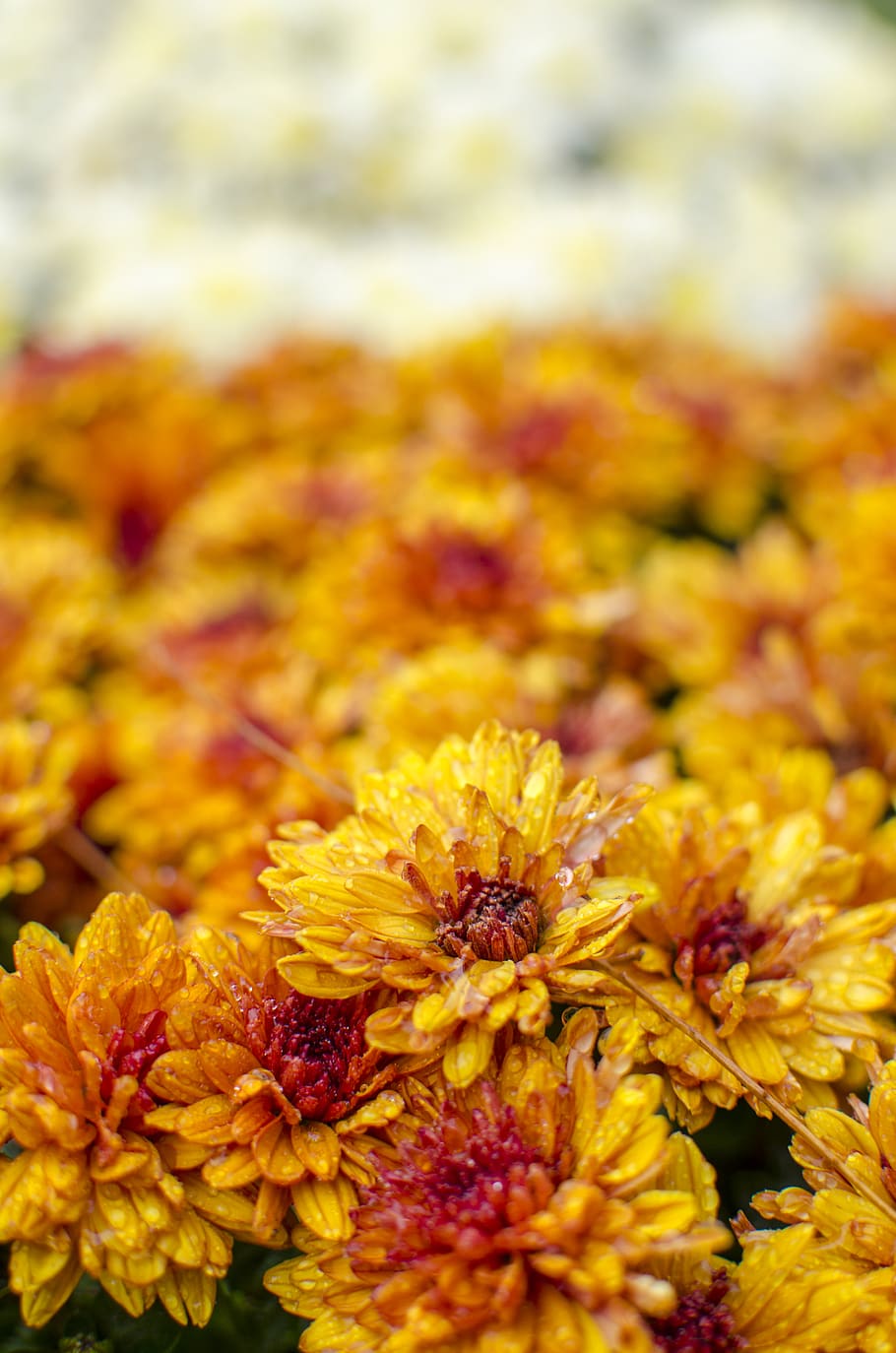 flower, flowering plant, yellow, fragility, vulnerability, close-up HD wallpaper