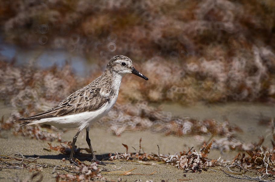 brown and black bird perch on brown soil, sandpiper, seaweed HD wallpaper
