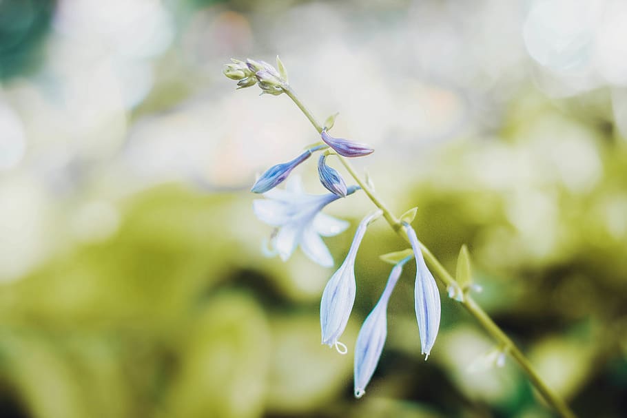 closeup photo of white bud flower, blossom, flax, flora, plant, HD wallpaper