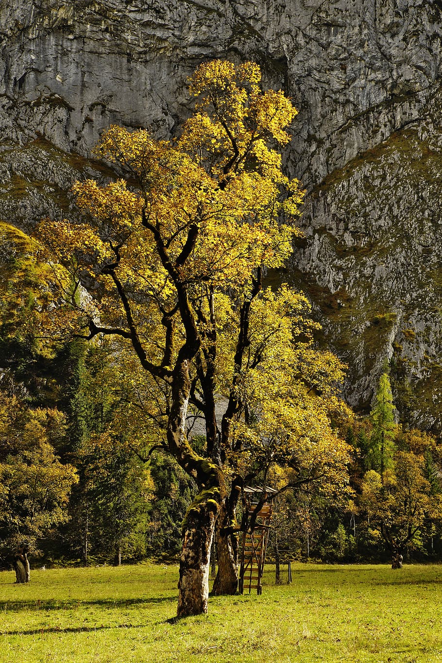 tyrol, austria, nature, tree, maple, autumn, atmospheric, idyll HD wallpaper