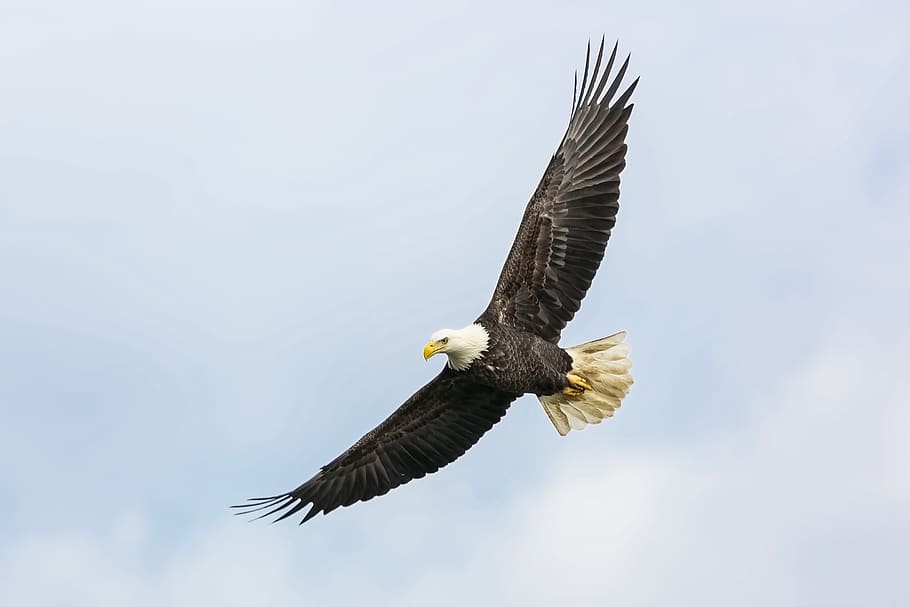 animal, bird, eagle, bald eagle, flying, nature, wildlife, feathers HD wallpaper