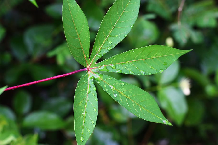 leaf, leaf tapioca, green, plant part, green color, growth HD wallpaper