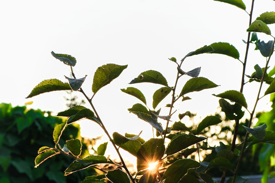 green leaf trees during sunrise, plant part, growth, nature, beauty in nature HD wallpaper