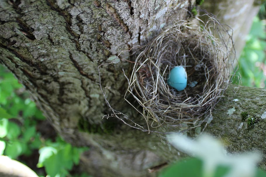 egg, robin, spring, easter, blue, nature, nest, pastel, animal nest, HD wallpaper