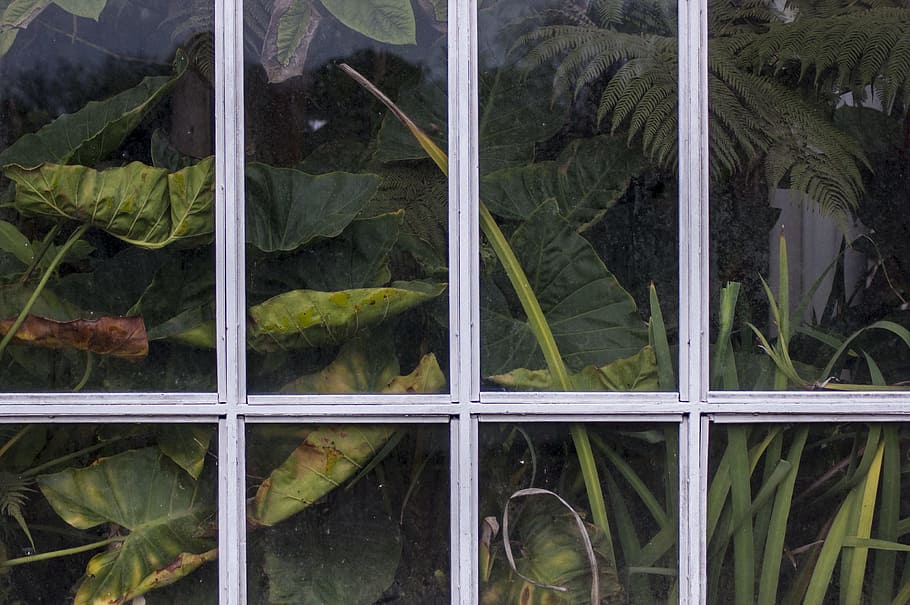 green-leafed plants, window, leaves, greenhouse, glasshouse, botanical HD wallpaper